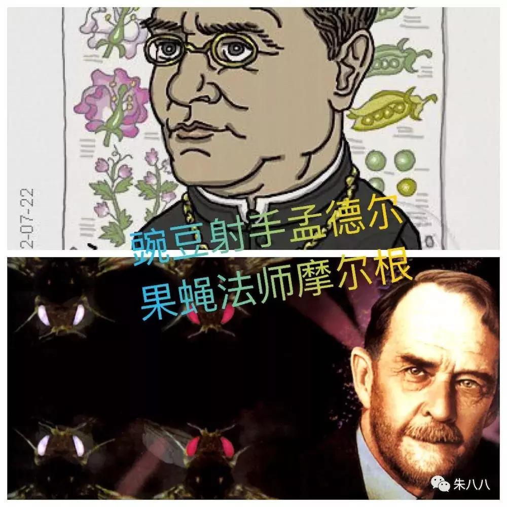 南慕容北乔峰?原来你们是这样的达尔文和孟德尔