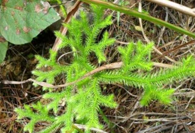 农村这野草叫伸筋草现有有药商专门收购遇见请珍惜