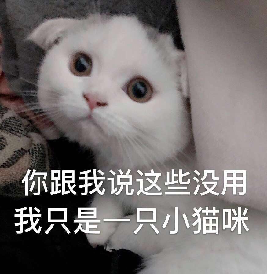 "现在的年轻人,活得还不如一只猫……"至少我是输了