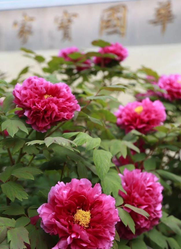 6月28日小娄巷开街啦