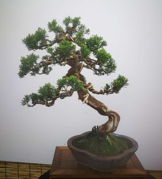 盆景是缩微见大的艺术,很多盆景造型都取源于自然,欣赏盆景作品