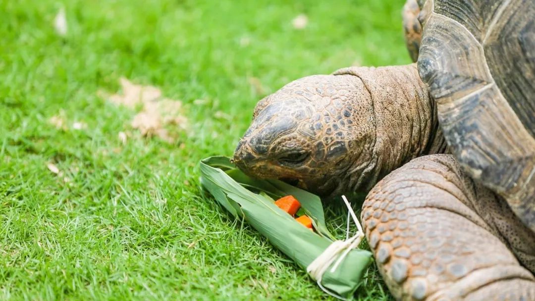 墨西哥玉米这只象龟已经年过期颐了▲秘鲁国宝——羊驼神兽羊驼看到