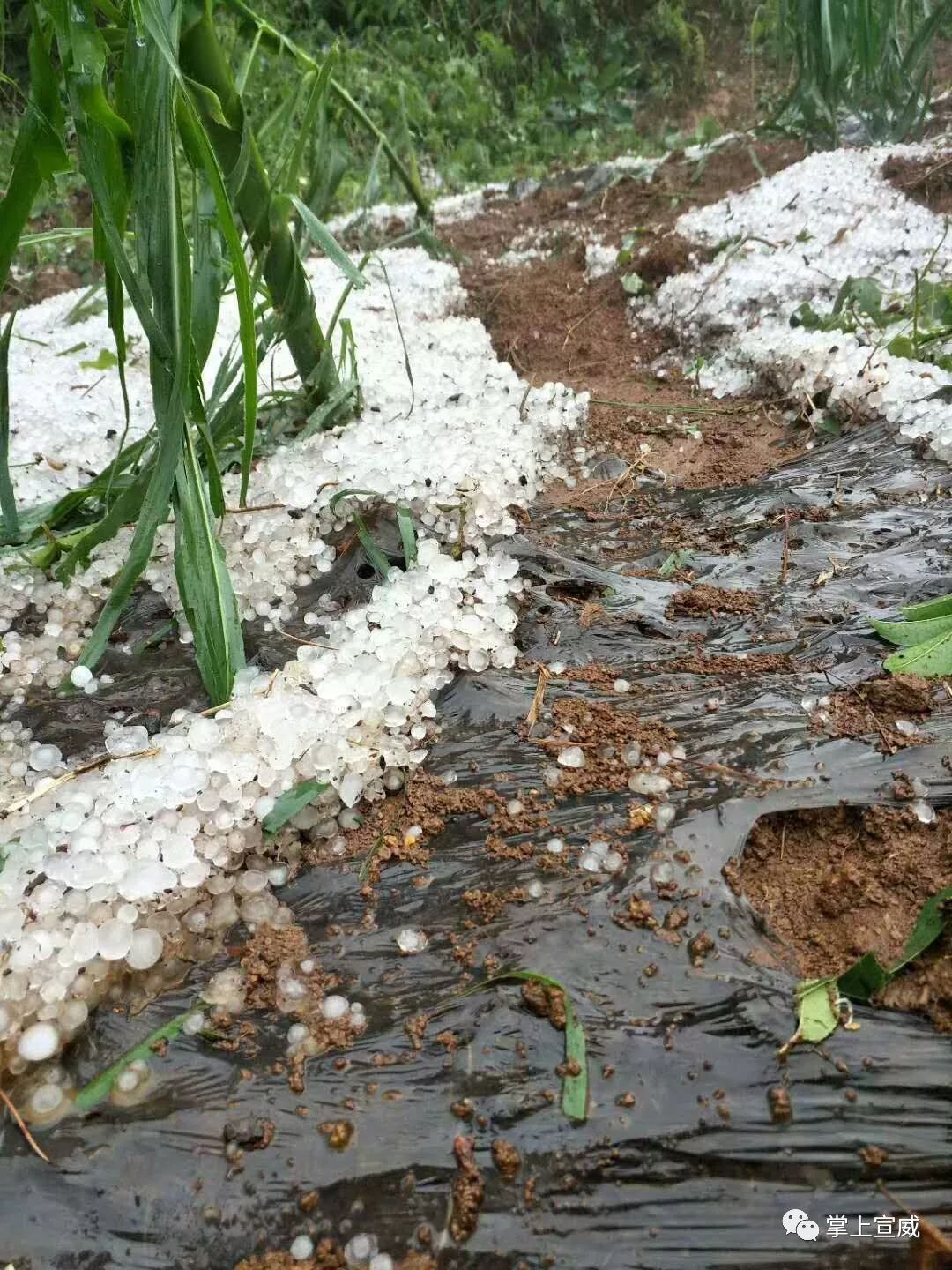 宣威杨柳倘塘发生特大冰雹灾害损失惨重