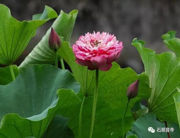 莲生千叶别行五枝观音山石观音寺的千叶宝莲