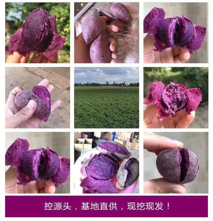 越南小紫薯产量图片