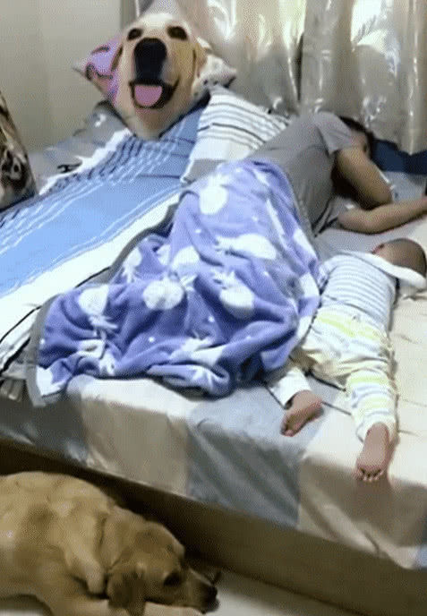 爸爸玩手机忘给宝宝盖被子,狗狗看后反应暖心,网友:给我来一只
