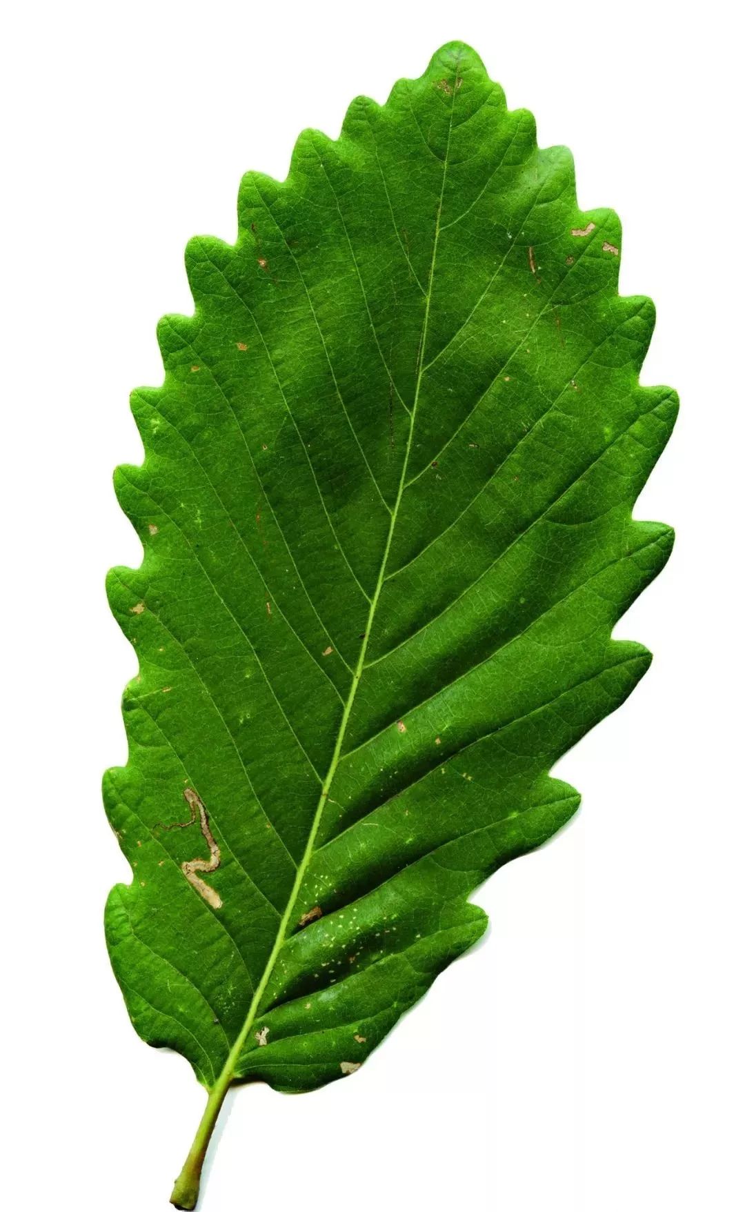 趣识粽子到底是用什么叶子包的