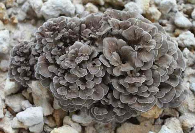 农村这种植物叫"灰树花",对降血压有帮助,遇见请珍惜