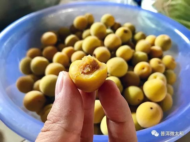 梅子熟了!你不来尝一颗吗?