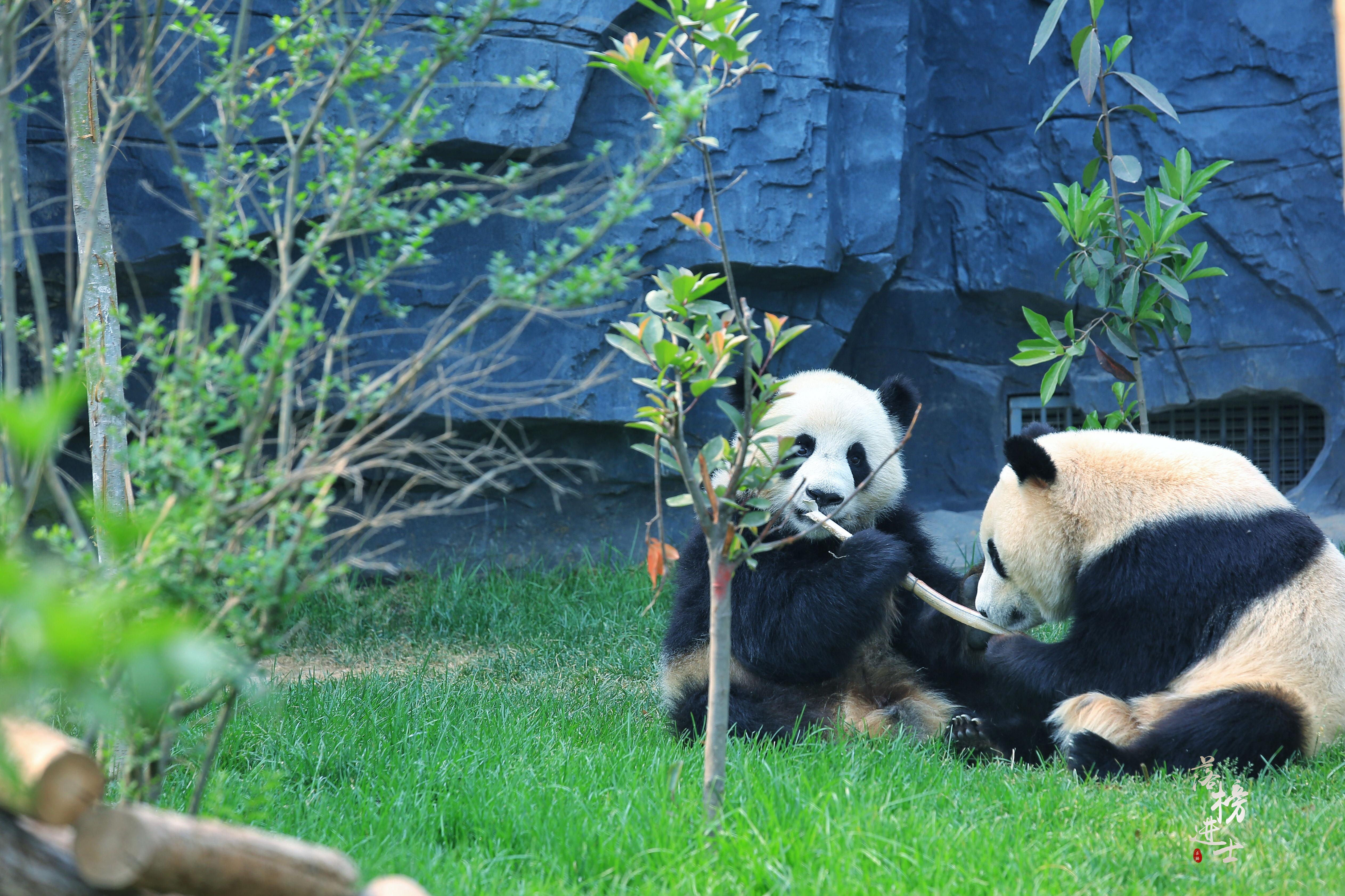 熊猫动物园图片图片