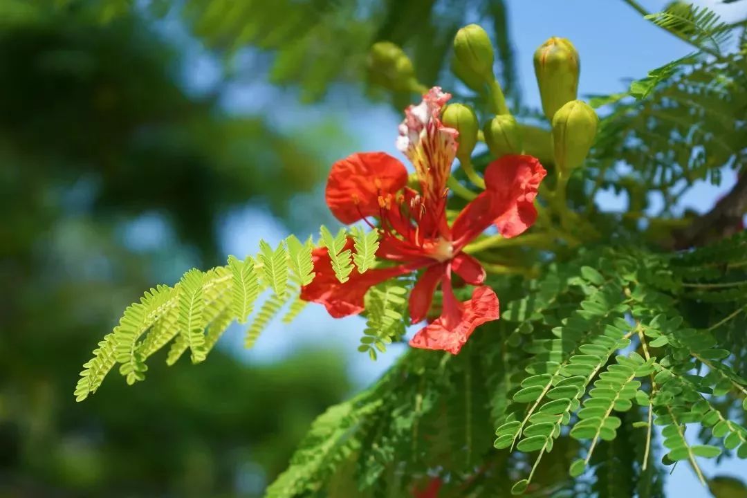 美到窒息廈門大學鳳凰花熱烈奔放紅似火