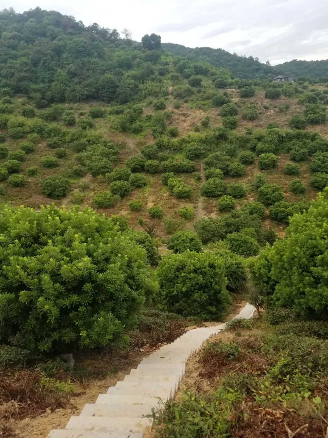 余姚这座山竟爆出罕见的杨梅白富美并流传着一个古老而美丽的传说