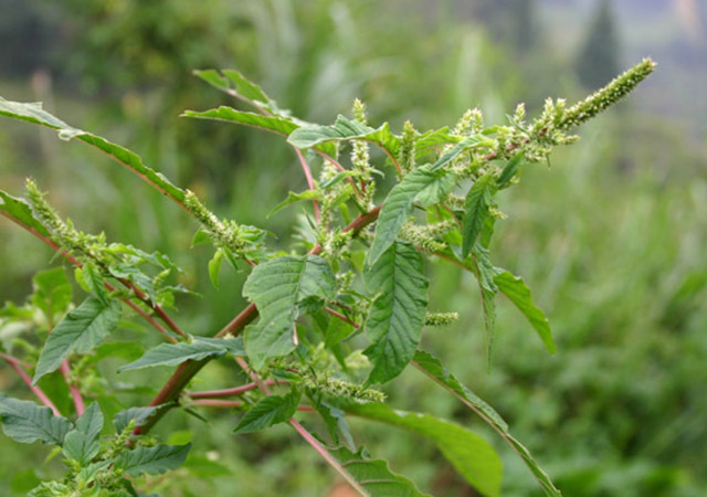 这是植物界的小龙虾?让外国人头疼的害草,竟成为国人的下酒菜