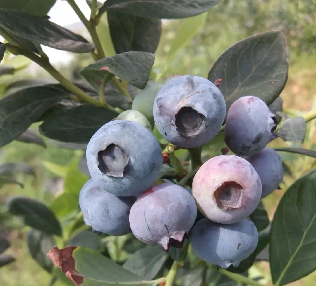 贵溪市果丰蓝莓采摘园共祝高考凡持高中准考证来采摘蓝莓的可享受买一
