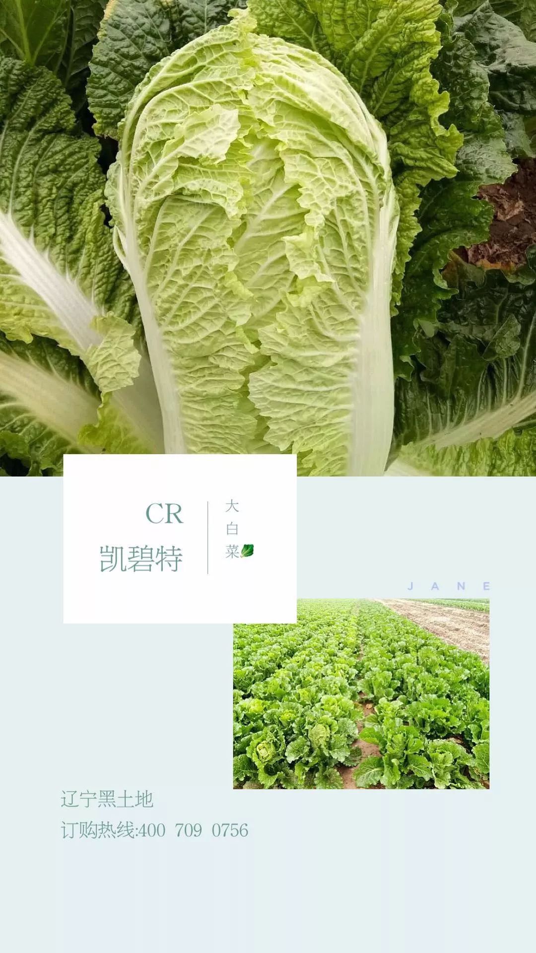 好吃新鲜的大白菜就找cr凯碧特