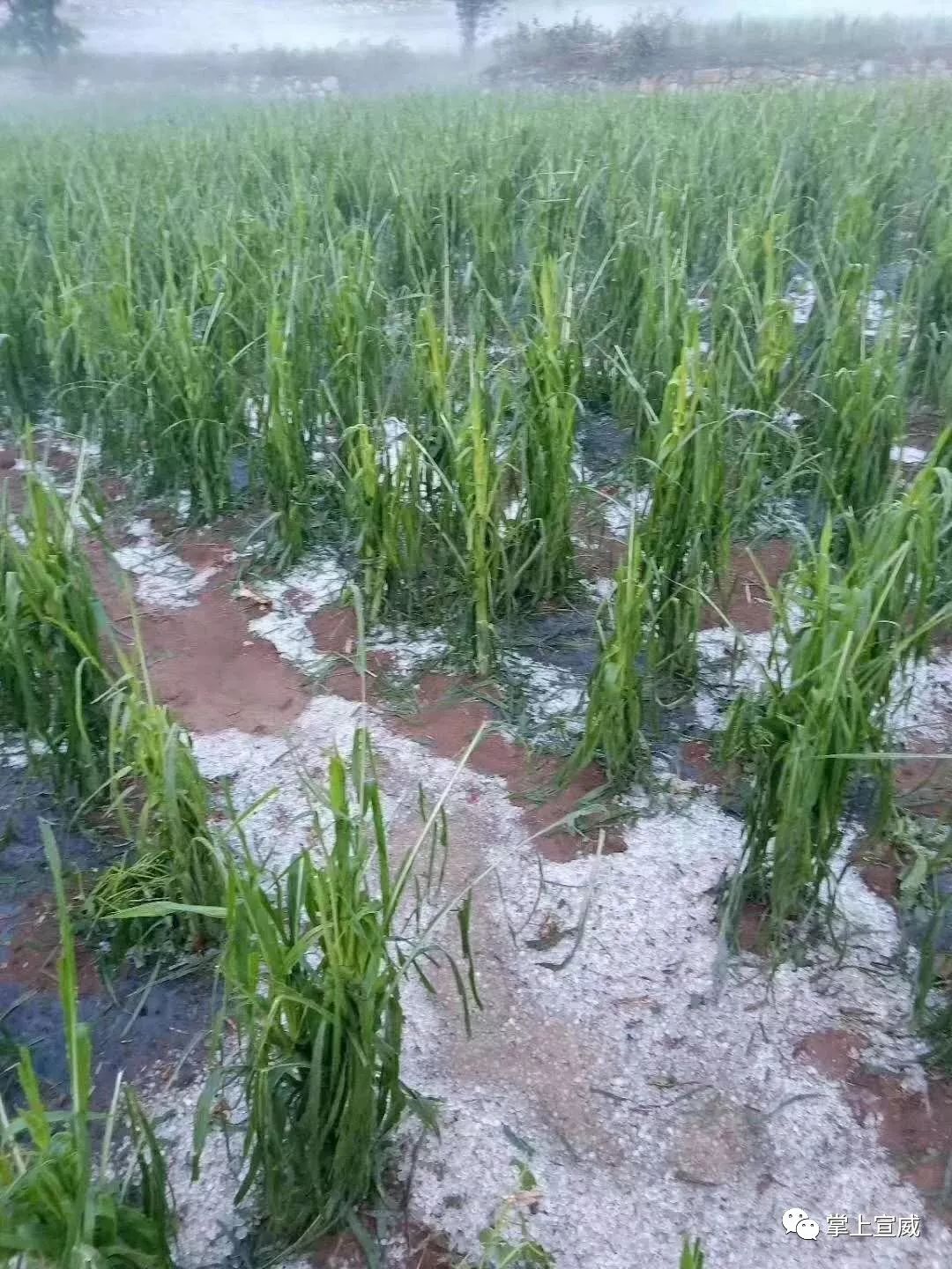 宣威杨柳倘塘发生特大冰雹灾害损失惨重