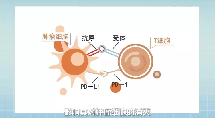 你知道免疫细胞能够有助力于乳腺癌治疗吗