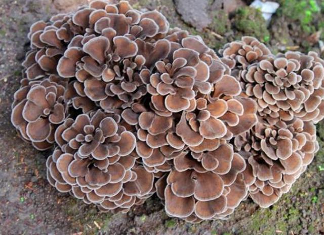 今天小编要为大家介绍介绍的这种野生植物叫做"灰树花",不知道大家有