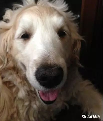 这一身大卷毛,不管看几次都好治愈阿!