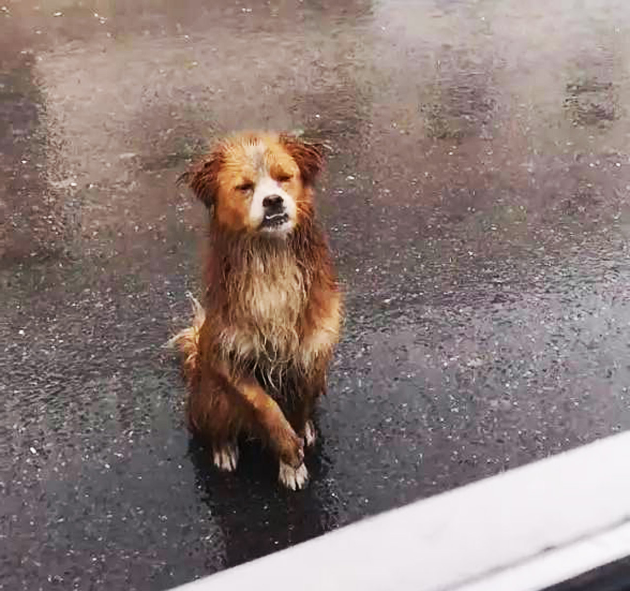 狗在雨中被淋的表情包图片