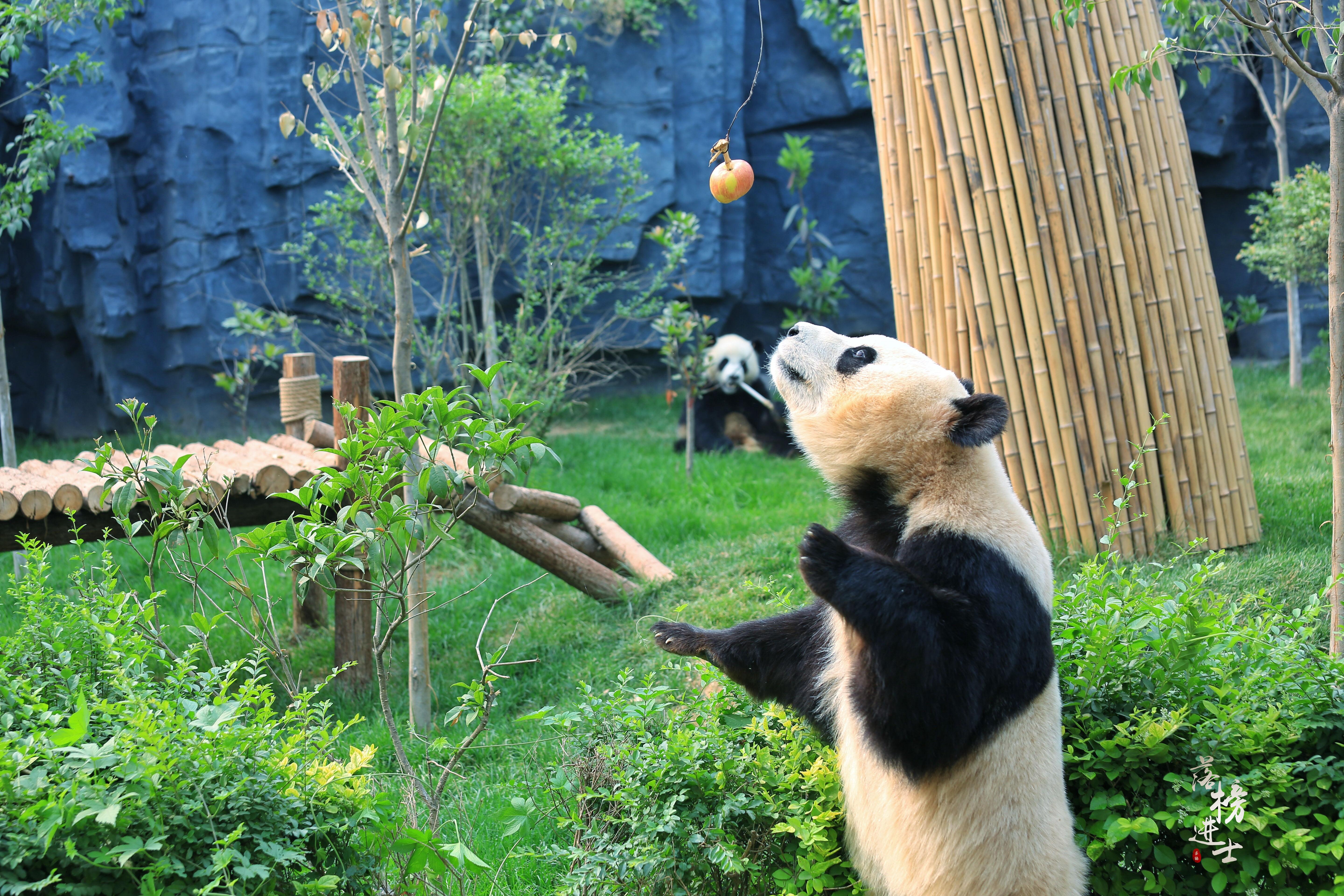 原創端午出行指南,河南這家動物園有兩隻大熊貓,吸引了眾多遊客到來