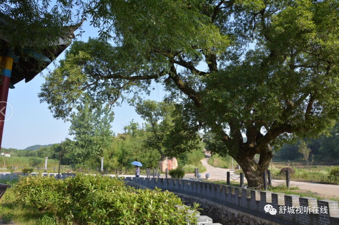 舒城清淳甘洌柳抱泉润泽美丽小山村