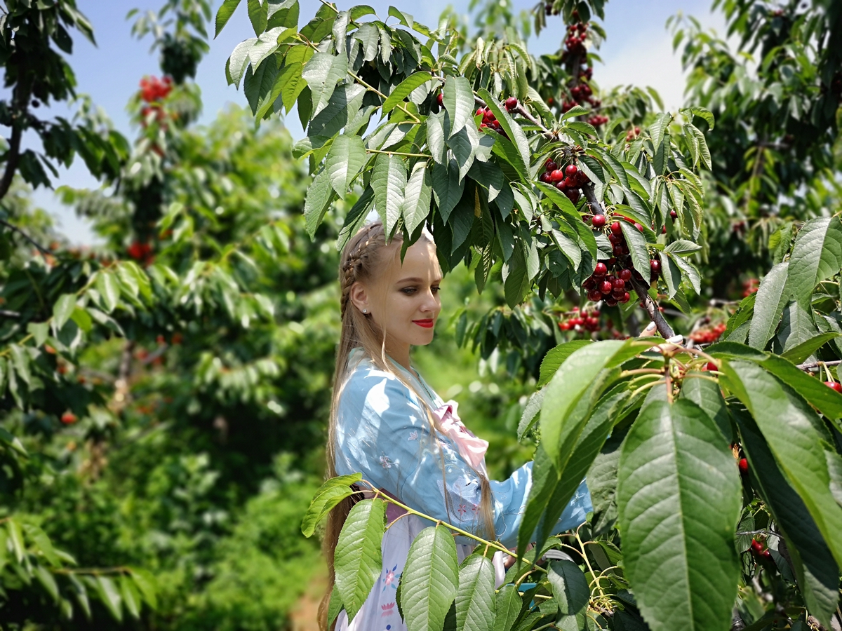 原创端午小长假,铜川樱桃园采摘火爆,乡村旅游也欢乐