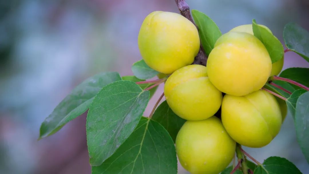 纯甜高达26度的神秘小白杏一年只有7天品尝期