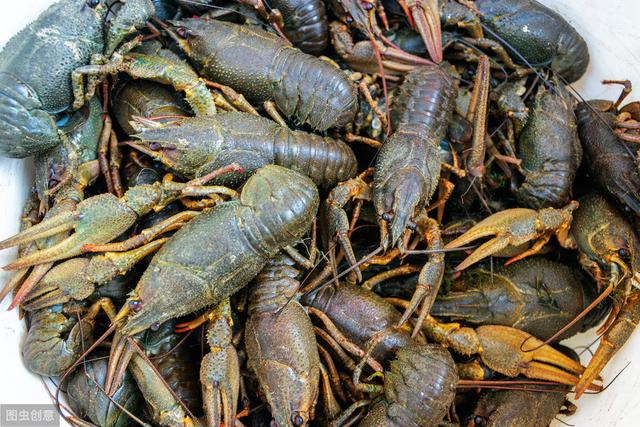 想知道小龙虾"手劲"有多大吗?大连一小伙将食指伸进虾钳里