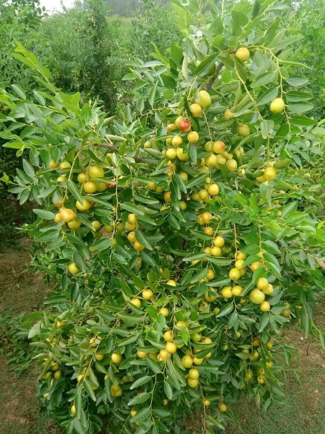 亳州市芍花小区龙虾啤酒娱乐文化节开始啦