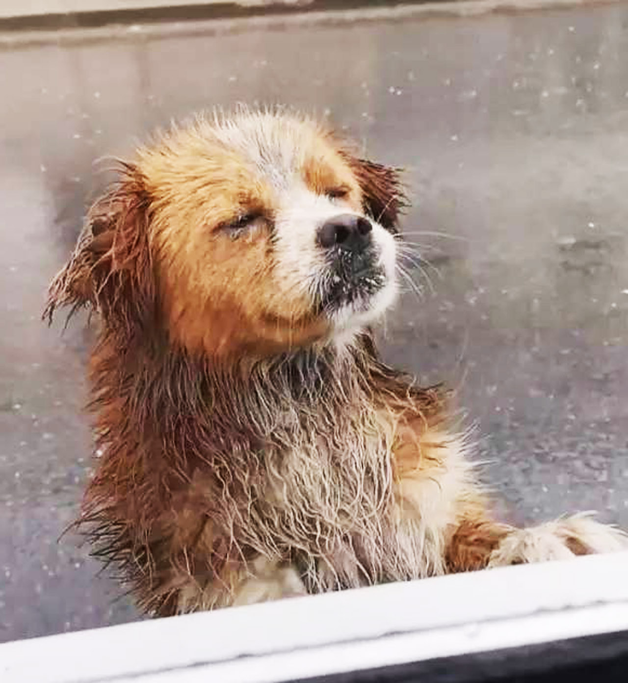 雨中的狗落魄图片