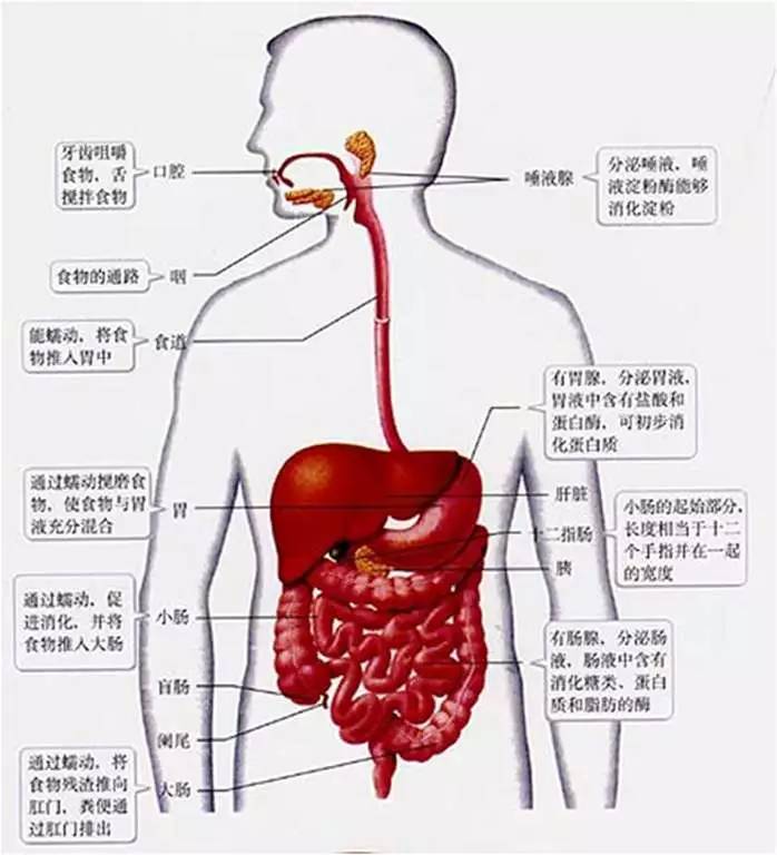 人体消化系统简单图图片