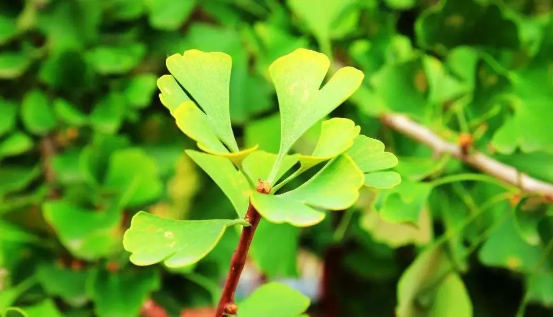 美国在日本广岛投下一颗原子弹,方圆几百公里寸草不生,唯独有几颗银杏