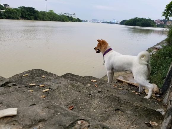 土狗对自己的白毛很满意在河边喝水时发现自己的脸