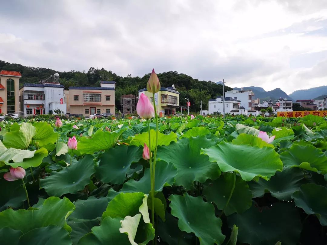 端午节陆河县河田镇河西走廊荷香引来数千游客