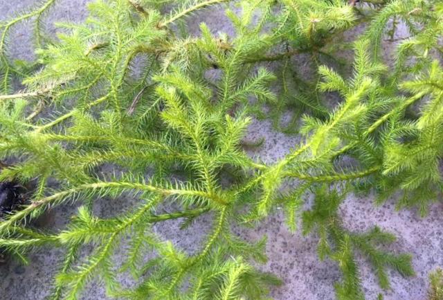 农村这野草叫伸筋草现有有药商专门收购遇见请珍惜