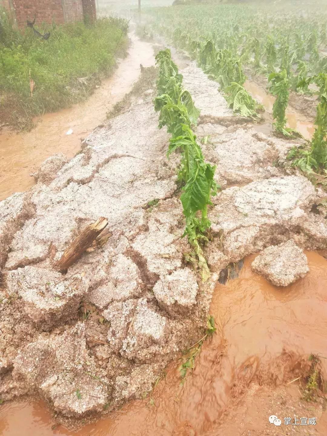 宣威杨柳倘塘发生特大冰雹灾害损失惨重