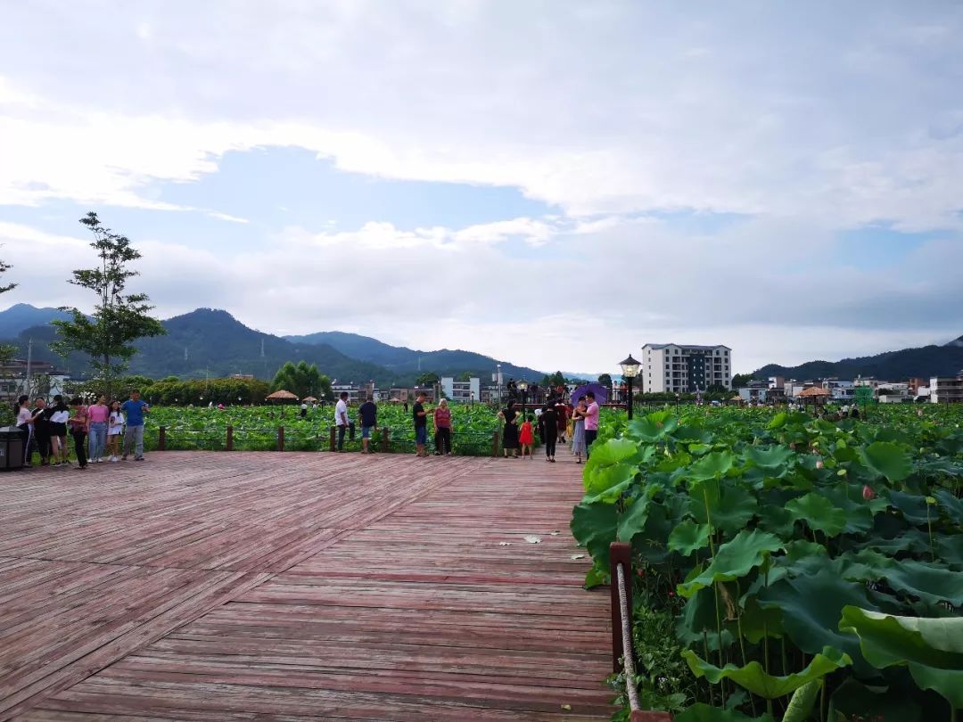 端午节陆河县河田镇河西走廊荷香引来数千游客