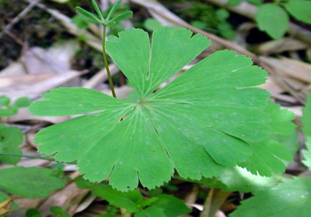 农村这植物很稀罕被列为了一级保护植物遇见请珍惜