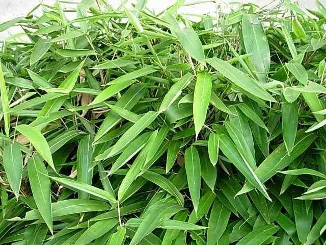 端午节要吃啥?