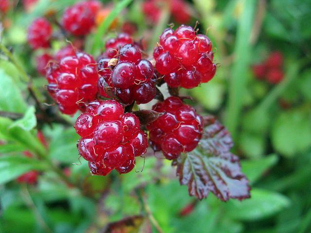 农村山坡这个野果,小时候可摘取一大盆,如今超市30元1斤