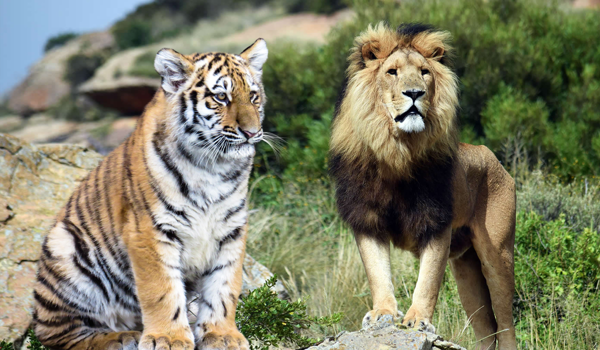 克鲁格狮vs东北虎图片