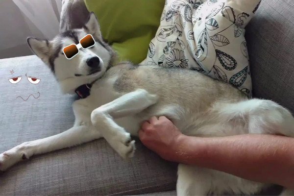 原创开心一刻二哈的搞笑日常事先备好干粮准备打持久战