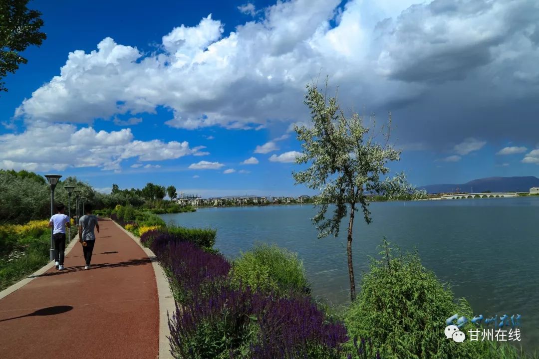 甘州在线讯6月7日,张掖芦水湾景区,阳光灿烂,白云朵朵,绿树成荫,沙枣