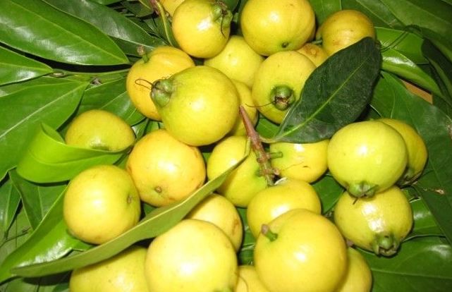 有研究显示,吃蒲桃可以促进肝气循环,缓解肝郁,减轻因肝郁而引起的