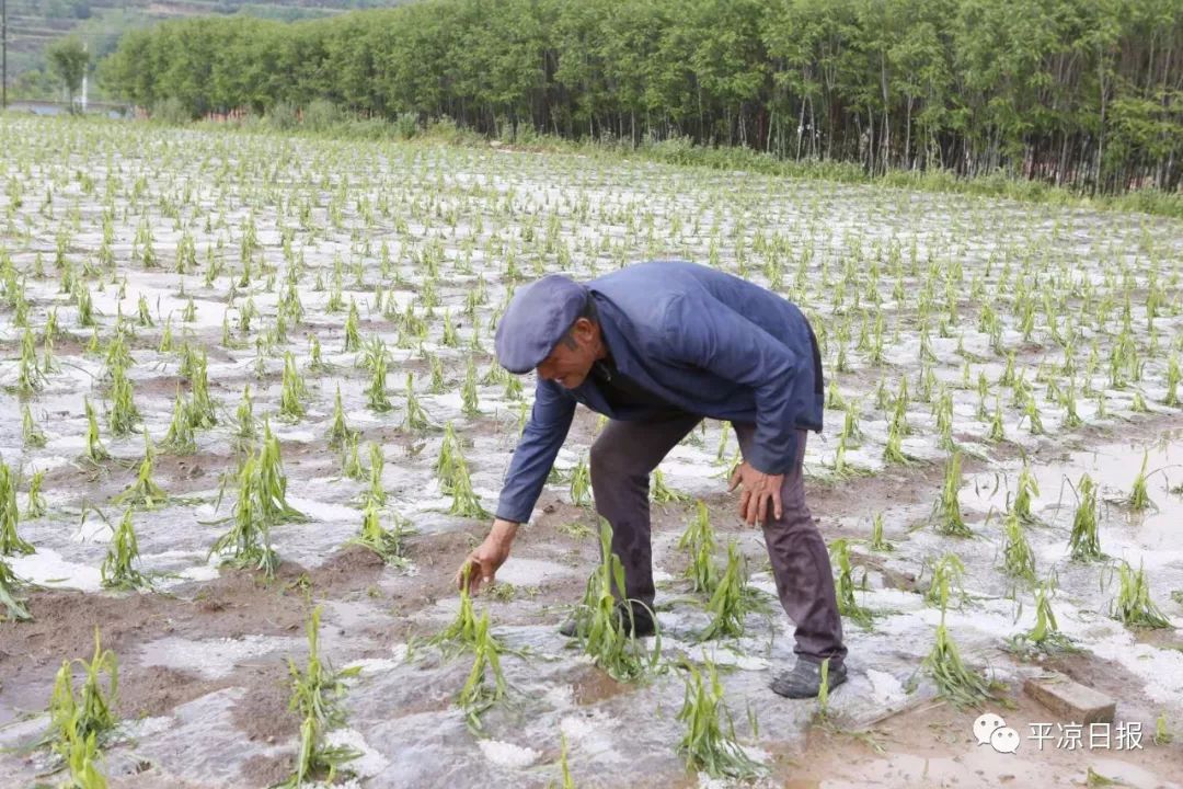 突降冰雹甘肃又遭受强冰雹灾害农民苦呀