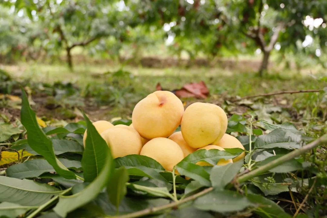 衡东的吃货们潭泊新鲜的黄桃等你来采