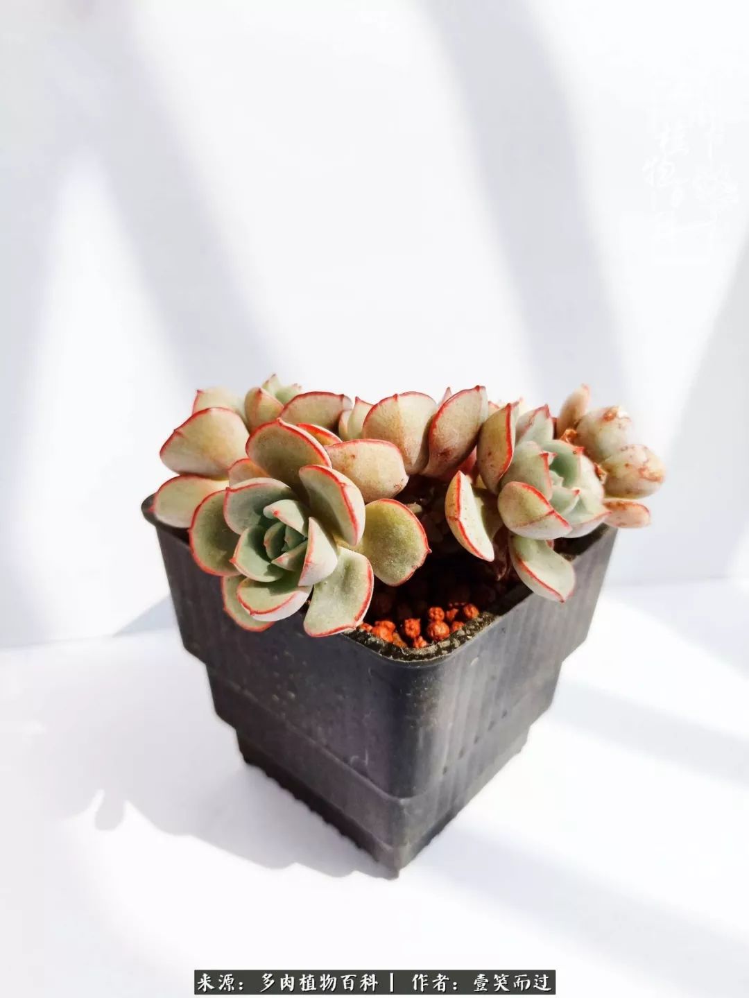 跌入凡间的精灵多肉