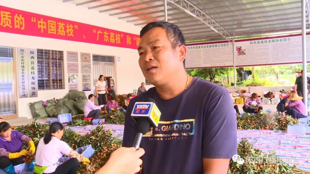 阳西儒洞:妃子笑荔枝日上市量达75万公斤_儒洞镇