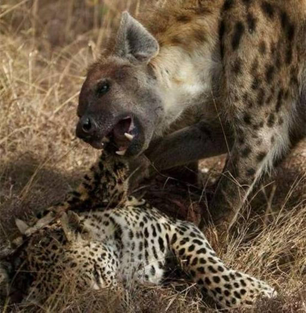 猎豹vs鬣狗图片